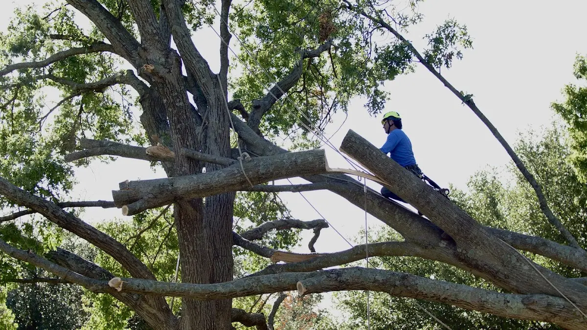 Professional Hazardous Tree Removal performed by certified arborists in Pandora